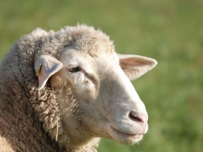 Μαγνησία: Πρόβατα έφαγαν… 100 κιλά χασίς...