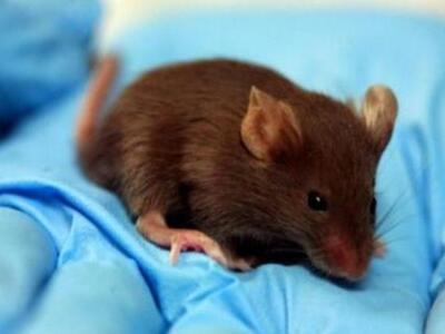 Βρέθηκε θηλαστικό μπορεί να αναγεννήσει ...