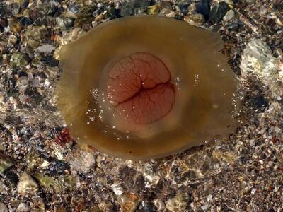 Νέο "καμπανάκι" από εμπόρους ...