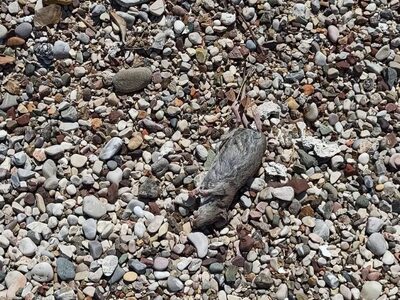 Πάτρα: Νεκρά ποντίκια στο Νότιο Πάρκο- ΦΩΤΟ 
