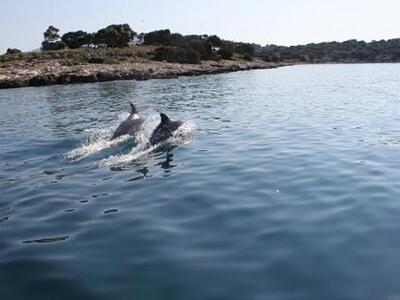Πάτρα: Δελφίνια έκαναν την εμφάνισή τους...