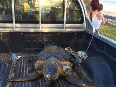 Μία χελώνα καρέτα - καρέτα βρέθηκε χτυπη...