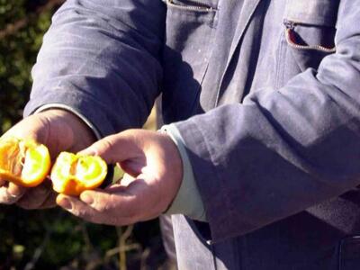 88χρονος στο Βόλο πνίγηκε από μανταρίνι ...