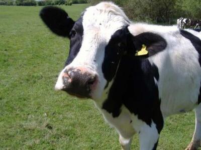 Βόνιτσα: Φρικτό! Ζωοκλέφτες ακρωτηρίασαν...