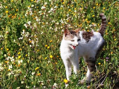Αγρίνιο: Η Αστυνομία αναζητά τον ασυνείδ...