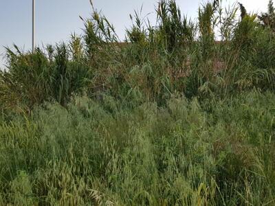 Πίσω από τις καλαμιές βρίσκεται ένα σχολ...