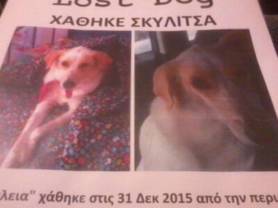 Πάτρα: Χάθηκε η «Θάλεια»- Μήπως μπορείτε...