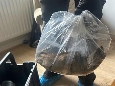 Βρετανία: Αρουραίος-γίγας μέσα σε σπίτι ...