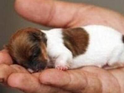 Γιάννενα: Έκαψε κατά λάθος ζωντανό κουτα...