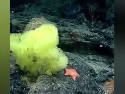 Όταν ο Μπομπ ο Σφουγγαράκης συνάντησε το...