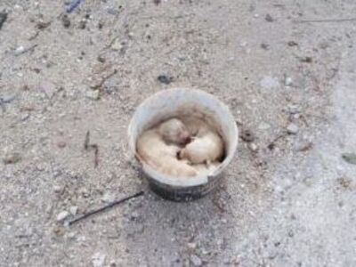 Πάτρα: Βρήκε 4 νεογέννητα κουτάβια στα σκουπίδια!