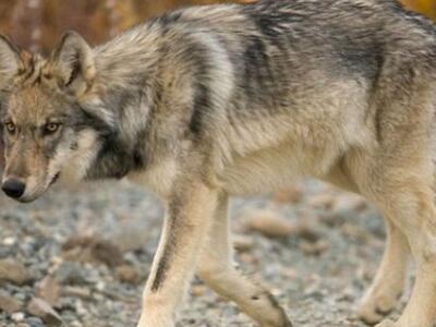 Δυτική Ελλάδα: Επιδρομές ...λύκων στα χω...