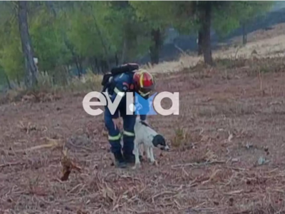 Φωτιά στην Εύβοια: Πυροσβέστης έσωσε σκυ...