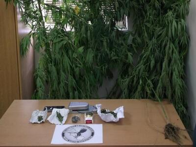 Πελόπιο Ηλείας: 26χρονος καλλιεργούσε κά...