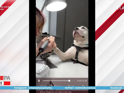 Ένα σκυλί που κάνει ατάραχο "μανικιούρ"!