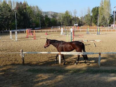 Μεγάλος ιππικός αγώνας το Σάββατο στον π...