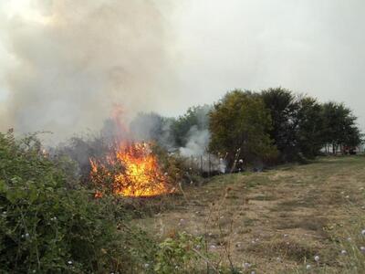 Ηλεία: Φωτιά έκανε στάχτη 100 στρέμματα ...