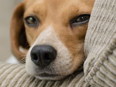 Δυτική Ελλάδα: Σκότωσαν σκυλιά με δηλητη...