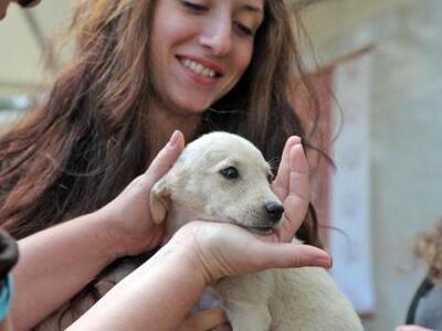 Από τους λύκους της Κίνας προέρχονται οι σκύλοι