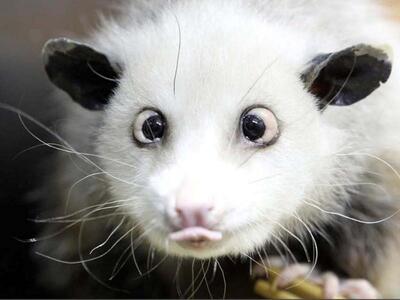 Αλλήθωρο ποσούμ αποκτάει παγκόσμια φήμη!