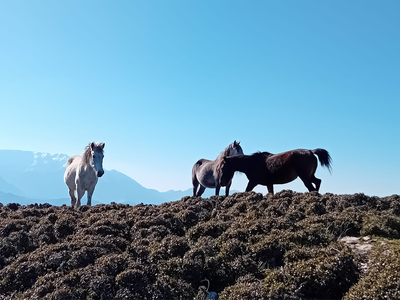 Τα πανέμορφα άγρια άλογα στον Ομπλό