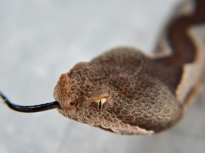 Λαμία: Οχιά δάγκωσε ποδοσφαιριστή την ώρ...