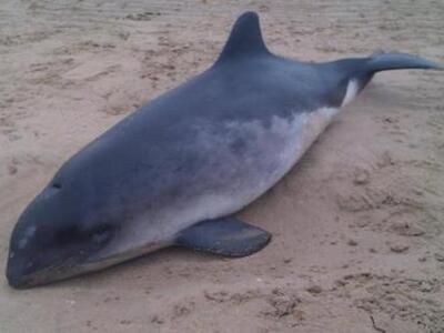 Νεκρό δελφίνι στην παραλία Κυλλήνης