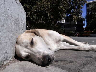Ηλεία: Καταγγελία για άγριο ξυλοδαρμό σκύλων