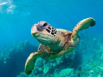 Ιαπωνία: Πάνω από 30 θαλάσσιες χελώνες β...