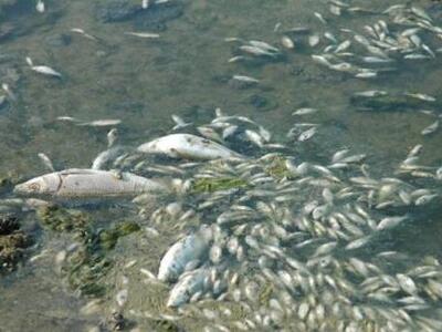 Ζάκυνθος: Nεκρά ψάρια στον κόλπο του Λαγανά