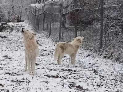 Η κραυγή των λύκων στα πρώτα χιόνια - Δε...