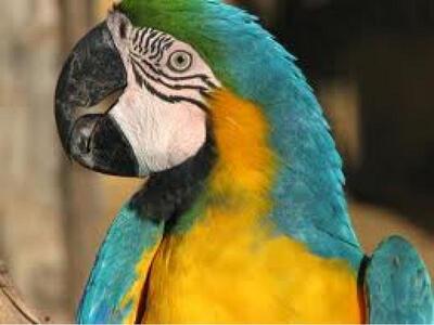 Συνελήφθη ο... μαρτυριάρης παπαγάλος