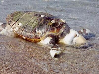 Πάτρα: Μια τεράστια χελώνα καρέτα - καρέ...