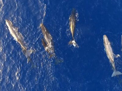 Ιόνιο Πέλαγος: Φάλαινες ταΐζουν τα μικρά...