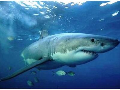 Αυστραλία: Νεκρός 35χρονος από επίθεση καρχαρία