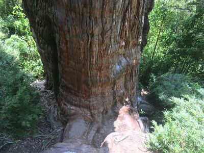 Στη Χιλή ανακάλυψαν οι επιστήμονες δέντρ...