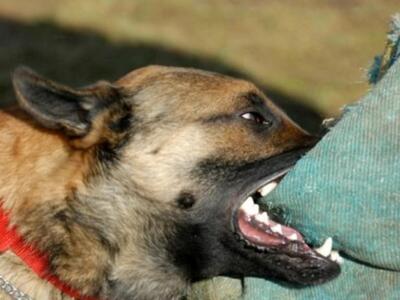 Ηλεία: Αδέσποτα επιτέθηκαν και δάγκωσαν ...