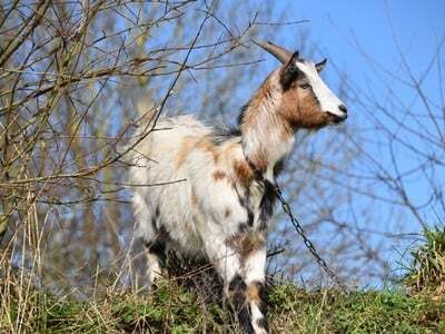 Ηλεία: Πέταξαν σε φράγμα ζωντανή κατσίκα...
