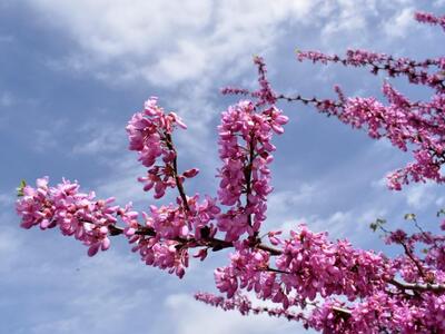 Πιο ζεστός ο φετινός Μάρτιος στην Ελλάδα...