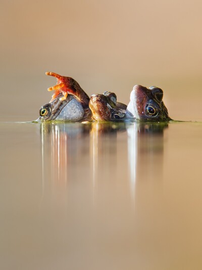 Three Frogs in Amplexus IAN MASON / BRIT...