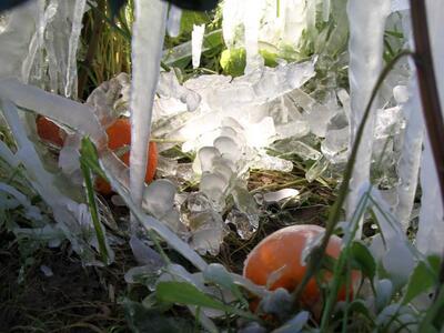 ΕΛΓΑ:Οι αγρότες να δηλώσουν τις ζημιές π...