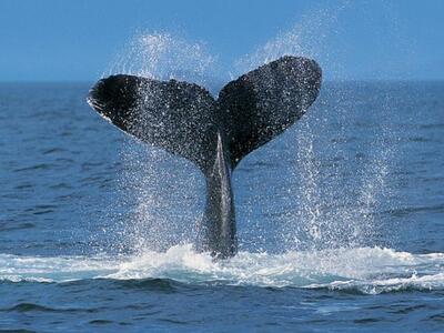 Έκανε κουπί και δίπλα του εμφανίστηκαν.....