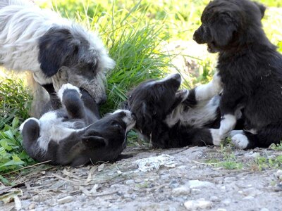 Πυροβόλησαν και σκότωσαν σκυλάκι