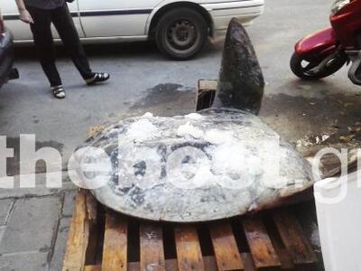 Πάτρα: Το ψάρι-γίγαντας που αλιεύτηκε στ...