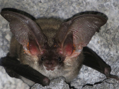 Η μεσογειακή Ωτονυχτερίδα (Plecotus kolombatovici)