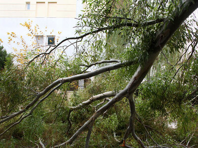 Πάτρα: Οι ισχυροί άνεμοι ξερίζωσαν δένδρ...