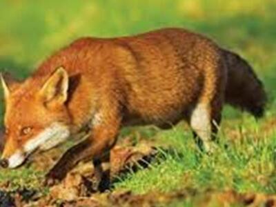 Αιτωλοακαρνανία: Προσοχή στα δολώματα εμ...