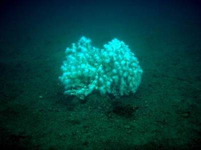 Ένα πατρινό κοράλλι ταράζει τα νερά της ...