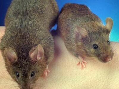 Συμβαίνει στον Πύργο της Ηλείας: Ποντίκι...