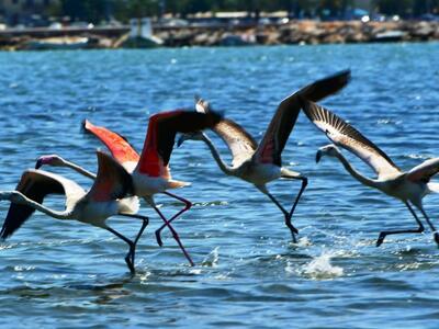 Οκτώ πανέμορφα φλαμίνγκο εμφανίστηκαν στ...